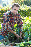 Leek, Harvest Leek In The Raised Bed