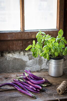 Purple Aubergines and basil plant