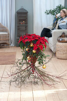 Poinsettia In Basket Standing On Branches