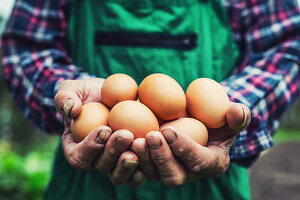 Hands holding fresh eggs
