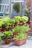 Various types of lettuce in terracotta pots on terrace