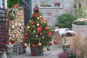 Christmas tree in the basket with birch stems