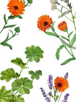 Calendula (Ringelblume), Frauenmantel und Lavendelblüten