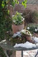 Blue Oysters In Terracotta Pot In Wreath Of Natural Materials