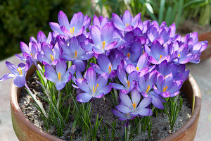 Elfenkrokus 'Whitewell Purple' im Topf