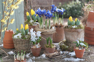 Blau-gelbes Vorfrühlings-Arrangement mit Iris und Tulpen