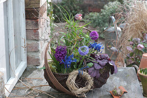 Spring basket planted with hyacinths, net iris and primroses