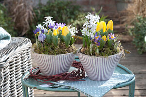 Bunte Frühlingstöpfe mit Krokus, Tulpen und Milchstern