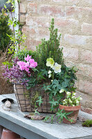 Wire Basket With Cyclamen, Christmas Rose And Sugarloaf Spruce