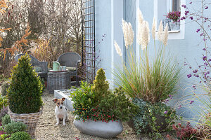 Autumn planting on gravel terrace