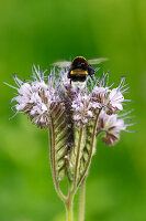 Bumblebee On Blossom Of Bee Pasture