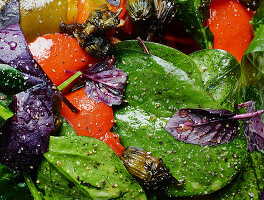 Pepper salad with spinach and basil (close-up)