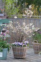 Frühlings-Balkon mit Frühlingsblühern und Zierkirsche
