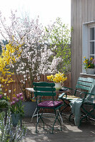 Spring Terrace With Cherry And Gold Bells