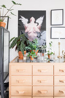 Houseplants in terracotta pots on chest of drawers