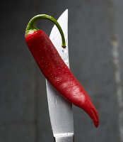 A red hot pepper on a knife tip with water droplets