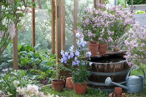 Kohlrabi In The Greenhouse, Water Barrel And Lilac