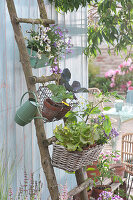 Balkonblumen und Gemüse in Körben an Holzleiter aufgehängt