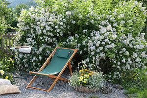 Seating On Kiesterrasse In Front Of Multiflora - Rose