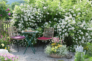 Sitzplatz auf Kiesterrasse vor Multiflora - Rose