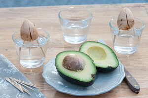 Avocado - Bäumchen selber ziehen