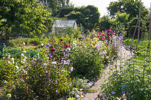 Kleingarten mit Gemüsebeeten und Stauden- und Blumenrabatten im Hochsommer