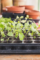 Jungpflanzen in Topfpalette, Kohlrabi und Rote Bete