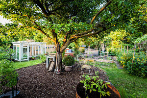 Nutzgarten mit Apfelbaum, Gewächshaus und Hochbeeten