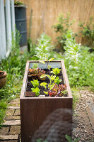 Raised Bed Planted With Salad And Eggplant