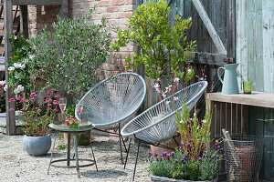 Small seat with olive tree and calamondin orange