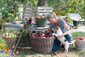 Apple Harvest On Tree Bench Under The Apple Tree