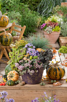 Herbstlich bepflanzter Topf mit Fetthenne, Aster, Blauschwingel und Purpurglöckchen