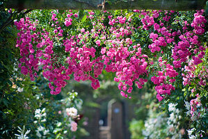 Einmalblühenden Ramblerrose 'Minnehaha' an Pergola