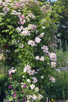 Rosenbogen mit Ramblerrosen 'Tea Rambler' und 'Lykkefund'