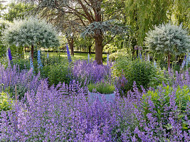 Garden with catnip, larkspur and willow stems