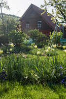 Viridiflora-Tulpen im Hausgarten