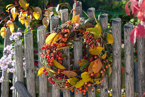 Herbstkranz mit Zieräpfeln, Hagebutten und Ligusterbeeren am Zaun
