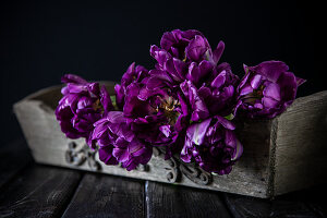 'Purple peony' tulips in wooden box