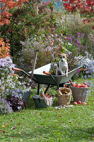 Autumn work in the garden: dog Zula in a wheelbarrow on the bed with autumn branches