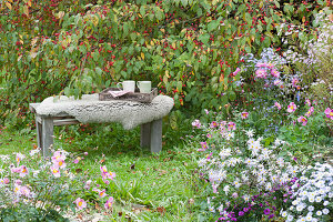 Seat on the ornamental apple tree and flower bed with asters and autumn anemones