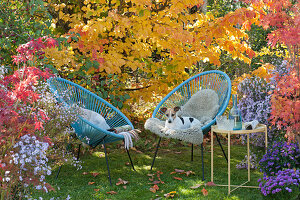 Modern armchair in front of ironwood tree in autumn colours, dog Zula