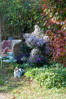 Shady seat with wicker armchair and autumn asters, dog Zula