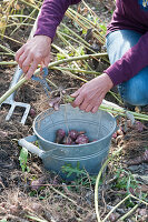 Harvest of Jerusalem artichoke 'Compact Violet'