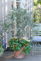 Olivenbaum mit Kapuzinerkresse im Terracotta - Kübel