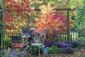 Seating in the autumn garden with asters and vinegar tree