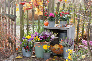 Herbst - Arrangement mit Stiefmütterchen, Hornveilchen und Knospenheide am Zaun