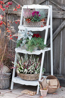 Plant ladder with bud heather, blue stonecrop, silver leaf, cyclamen