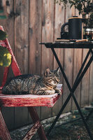 Katze auf Holzstuhl neben gedecktem Tisch im Garten