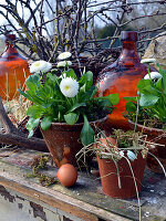 Rustic Easter arrangement with daisy and Easter eggs