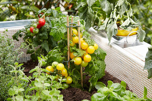 Tomato plants and kitchen herbs in DIY raised bed made from pallets